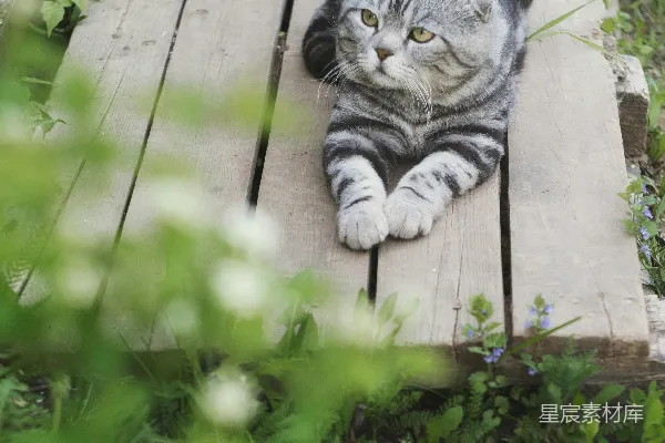 高清摄影 花园里的卷毛猫