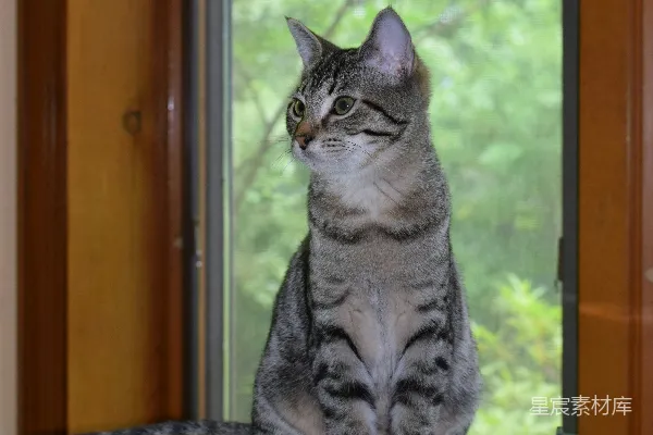 高清摄影 窗前的猫咪