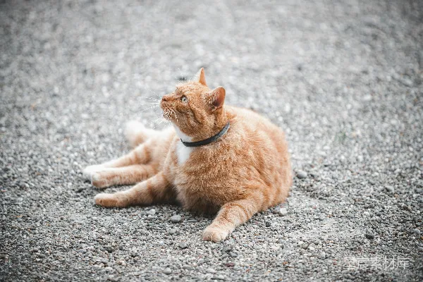 高清摄影 橙色猫咪在石路上的宁静时光