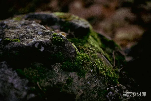 高清摄影 苔藓覆盖的岩石
