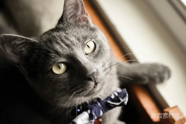 高清摄影 优雅的灰猫与蓝色领结