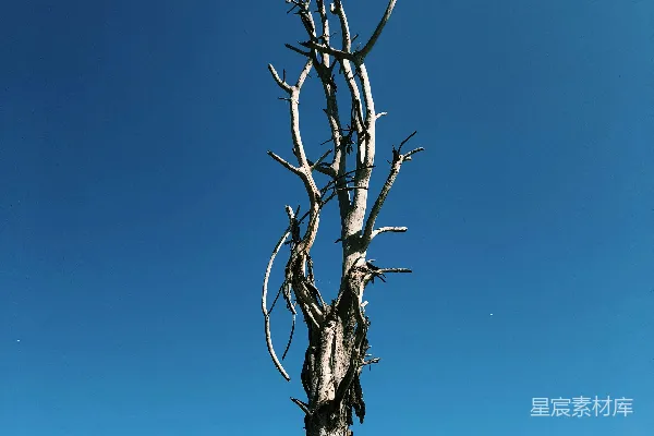 高清摄影 孤树与蓝天