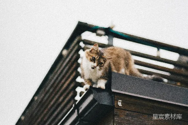 高清摄影 屋顶上的猫