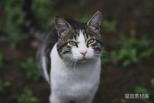 高清摄影 户外的猫