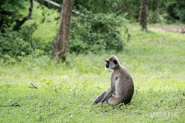 高清摄影 林间独坐的灰猴
