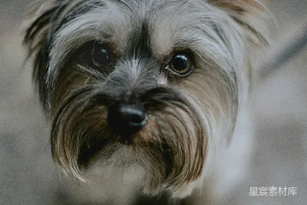 高清摄影 萌宠特写：小斗牛犬的可爱瞬间