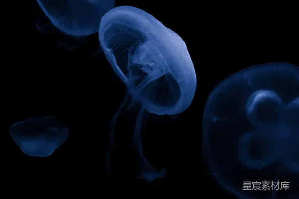 高清摄影 幽蓝的水母