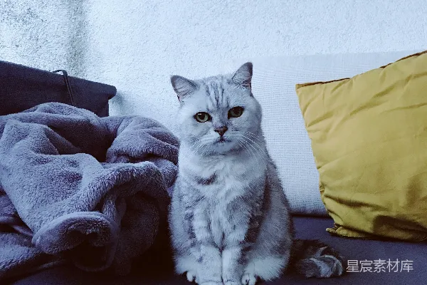 高清摄影 沙发上的猫咪