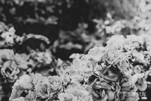 高清摄影 黑白花海