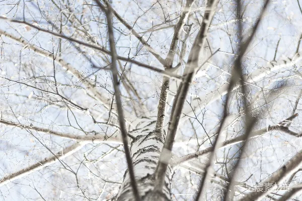 高清摄影 冬日白桦林的光影