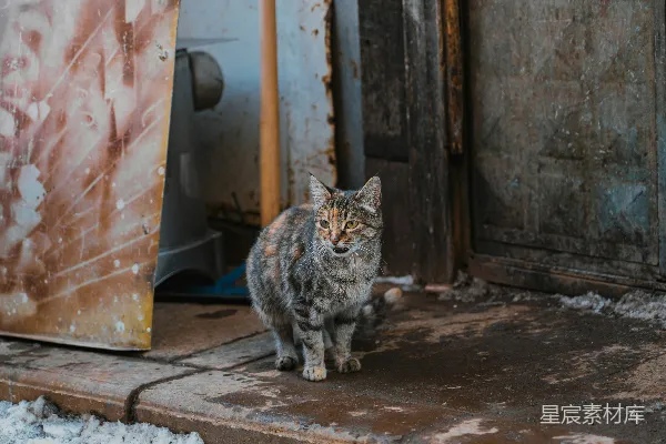 高清摄影 街头巷尾的流浪猫