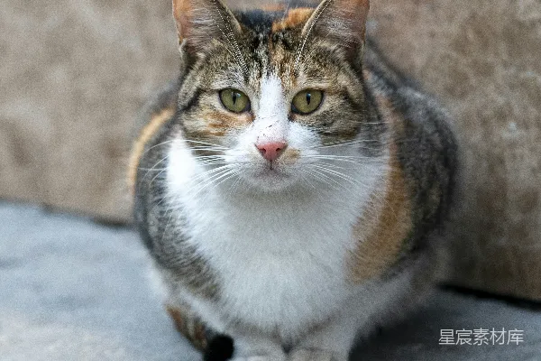 高清摄影 户外的三色猫