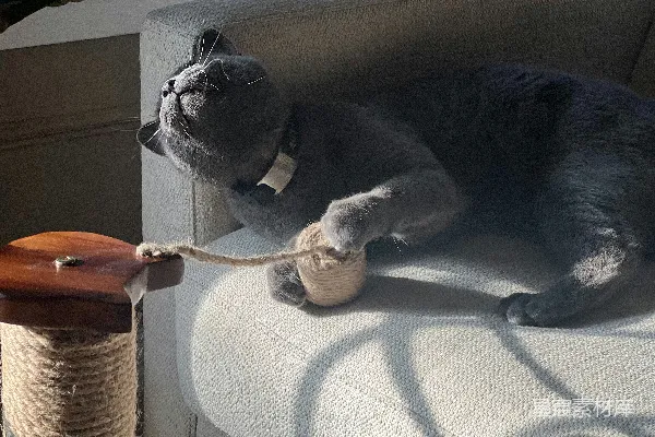 高清摄影 慵懒的猫咪与猫抓柱