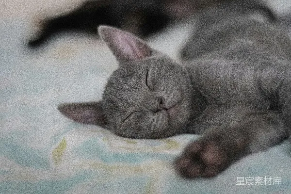 高清摄影 小猫的午睡时光