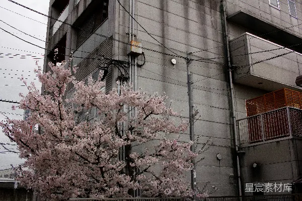 高清摄影 樱花与建筑