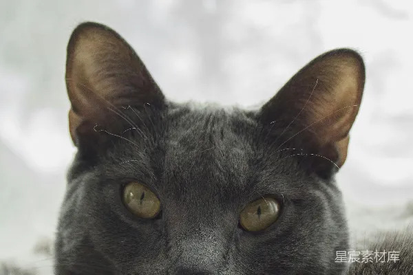 高清摄影 深灰色猫咪的特写
