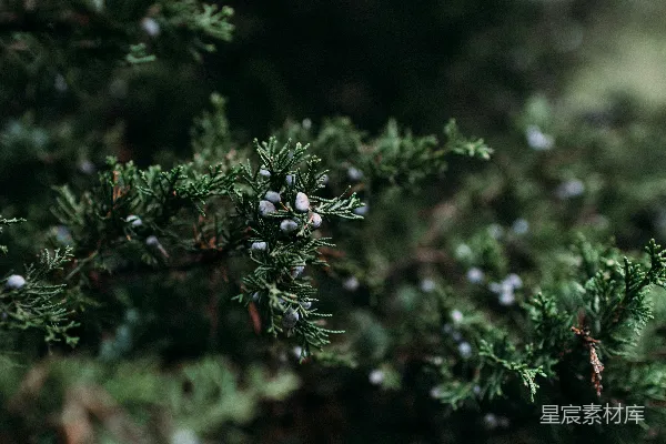 高清摄影 松树上的蓝色浆果