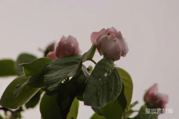 高清摄影 雨后花开的静谧时刻