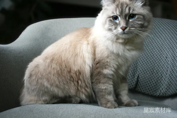 高清摄影 蓝眼睛的波斯猫