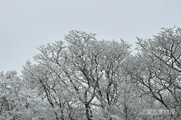 高清摄影 雪后森林