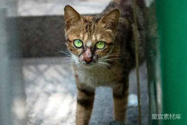 高清摄影 绿眼小猫的凝视
