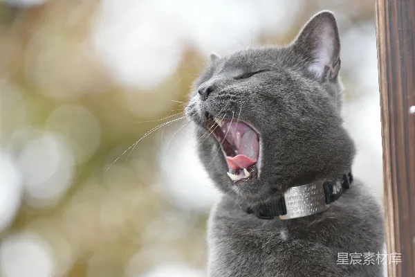 高清摄影 打哈欠的猫