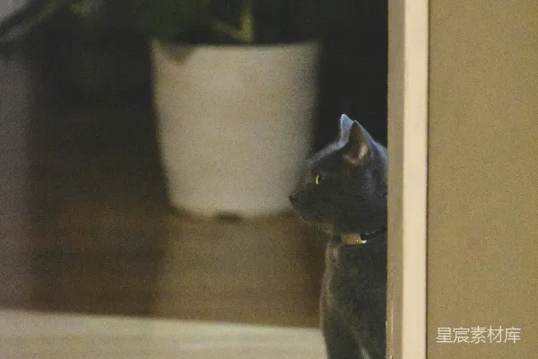 高清摄影 猫的窥视