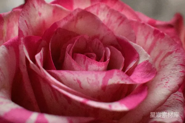 高清摄影 粉红玫瑰的细腻之美
