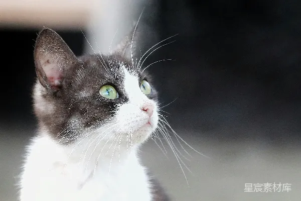 高清摄影 黑白相间的猫头特写