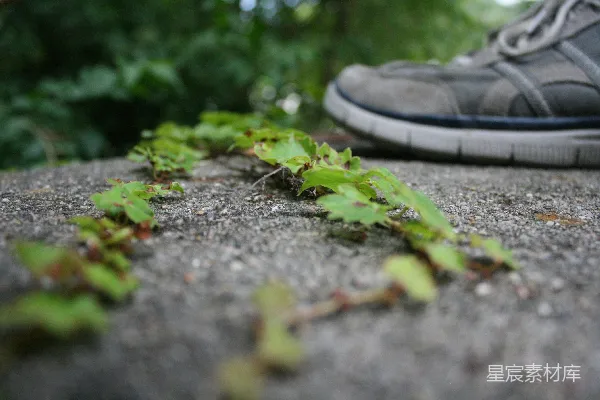 高清摄影 青苔与鞋