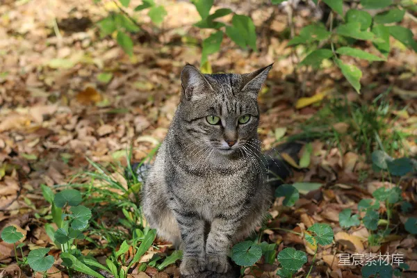 高清摄影 林间的小猫