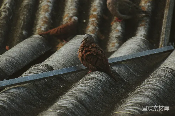 高清摄影 屋顶上的鸽子