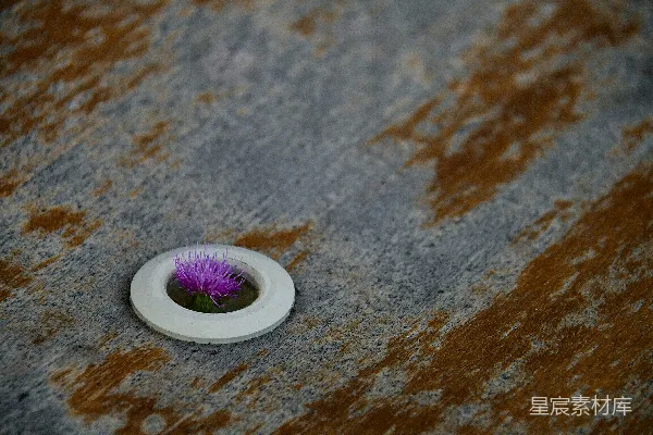 高清摄影 石板上的紫色花朵