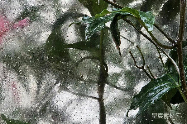 高清摄影 雨后窗棂上的植物与雕塑