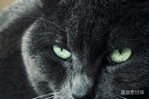 高清摄影 黑猫的眼睛