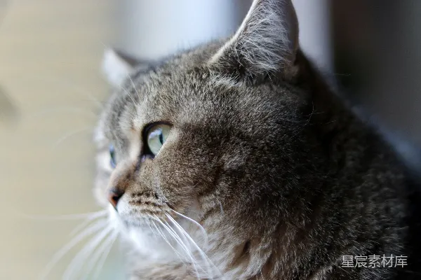 高清摄影 凝视窗外的猫