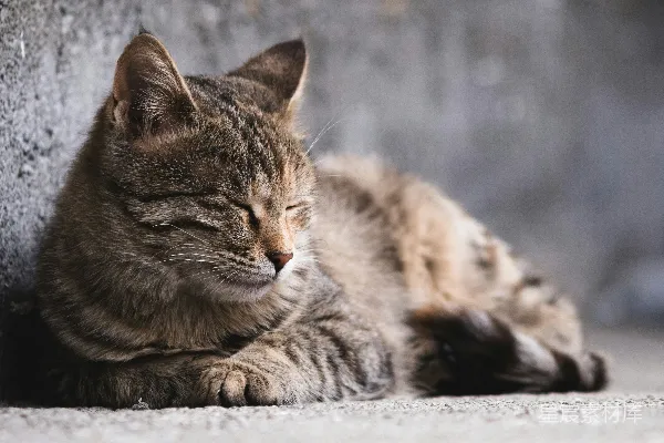高清摄影 猫憩