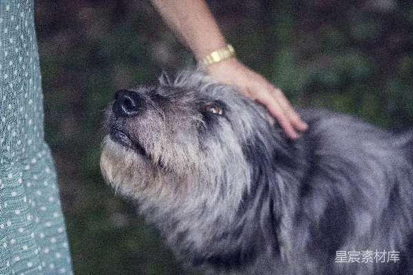 高清摄影 手抚摸老狗的温馨时刻