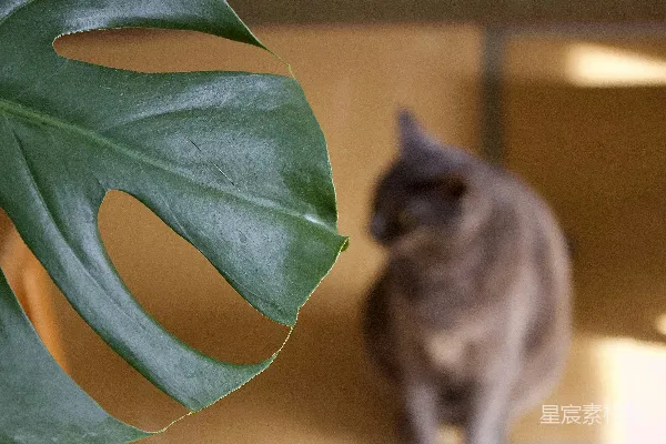 高清摄影 植物与猫的和谐生活