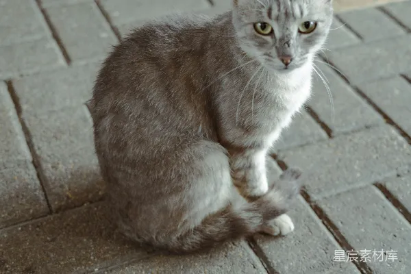 高清摄影 街头的猫