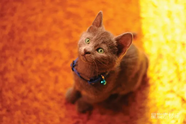 高清摄影 萌宠猫咪：橙色背景下的可爱瞬间