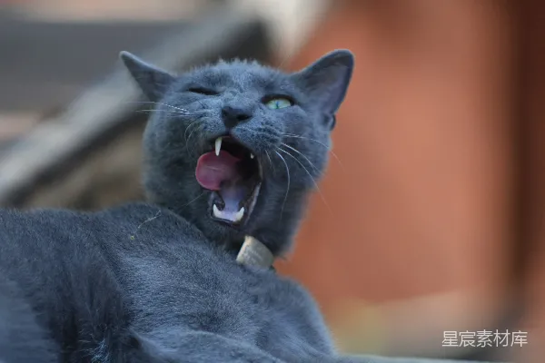 高清摄影 灰色猫咪打哈欠