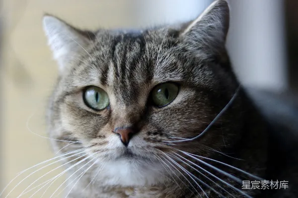 高清摄影 深邃绿眸的虎斑猫