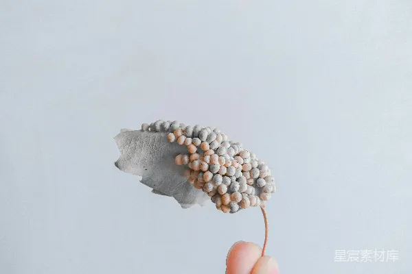 高清摄影 手指上挂着的叶子与葡萄串