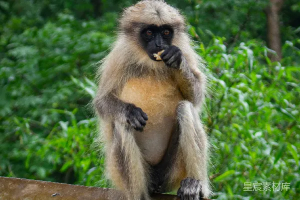高清摄影 森林中的猴子：自然与智慧的结合