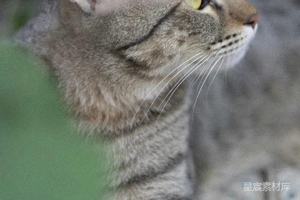 高清摄影 专注的猫