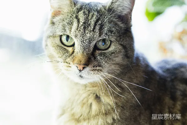 高清摄影 窗边的猫咪