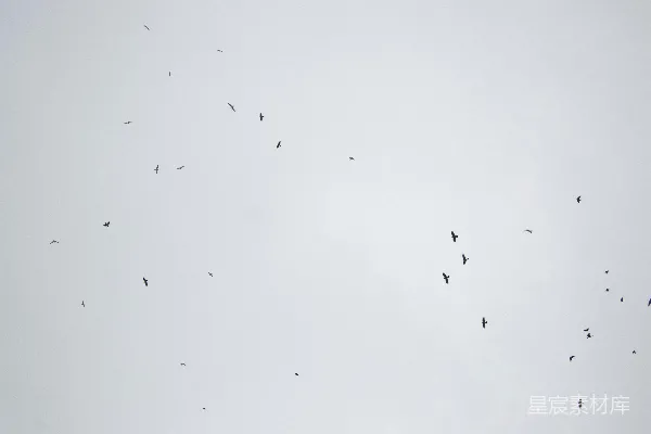 高清摄影 天空中的鸟群