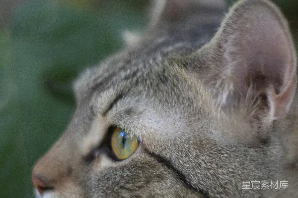 高清摄影 专注的猫眼