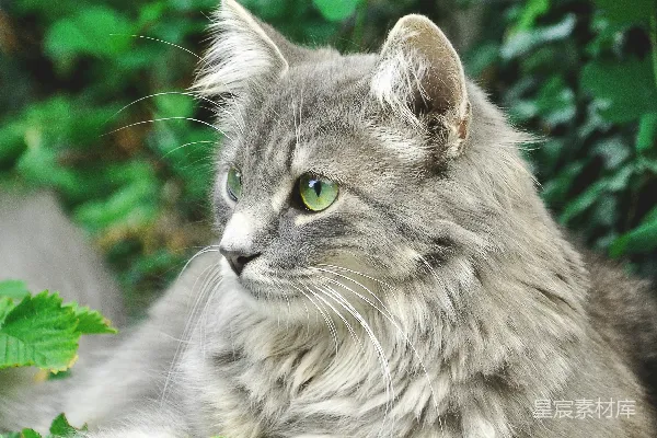高清摄影 绿眼灰猫的宁静时光